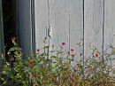 white door and flowers